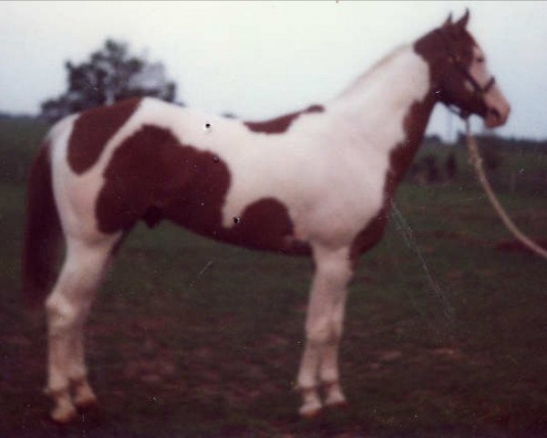 stallion Leo Bid (Paint Horse, 1975, from Bid Bar)