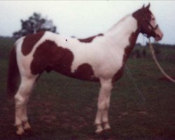 Deckhengst Leo Bid (Paint Horse, 1975, von Bid Bar)