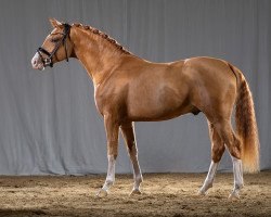 Dressurpferd D-Choice AT WE (Deutsches Reitpony, 2021, von Dreidimensional AT NRW)