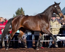 broodmare Summer (Württemberger, 2009, from Swarovski)