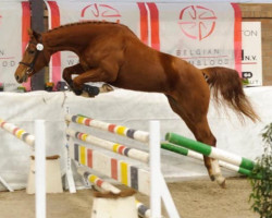 broodmare Trouville Optima (Belgian Warmblood, 2019, from Ermitage Kalone)