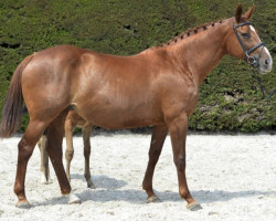 Zuchtstute Deauville (Belgisches Warmblut, 2003, von Richebourg)