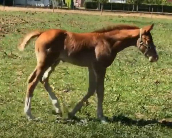 jumper E. Underdog Z (Zangersheide riding horse, 2020, from Ermitage Kalone)