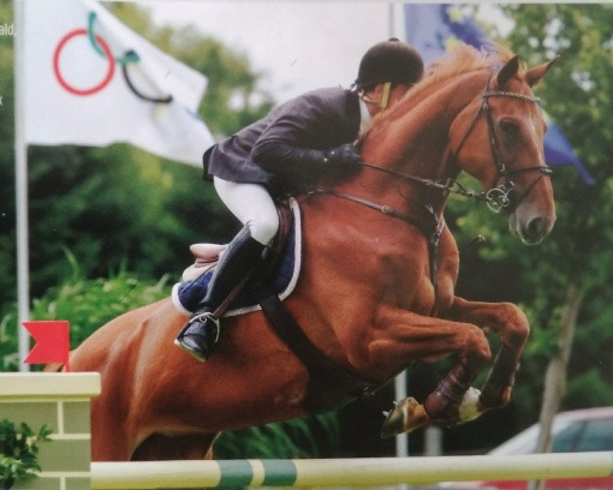 broodmare Carthina Z (Zangersheide riding horse, 2000, from Carthago)
