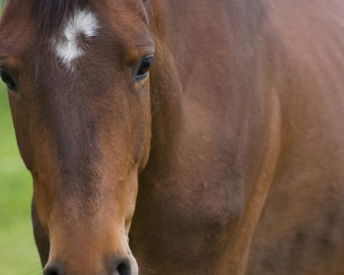 dressage horse Highlight‘e H (Westphalian, 2019, from High Motion 2)