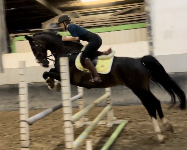 jumper Angel 313 (KWPN (Royal Dutch Sporthorse), 2013, from Patijn)