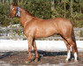 jumper Loreno 148 FIN (German Sport Horse, 2005, from Loredano 2)