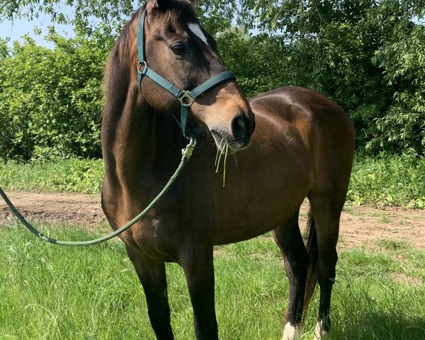 horse Laurent-le-beau (Hanoverian, 2000, from Lauries Crusador xx)