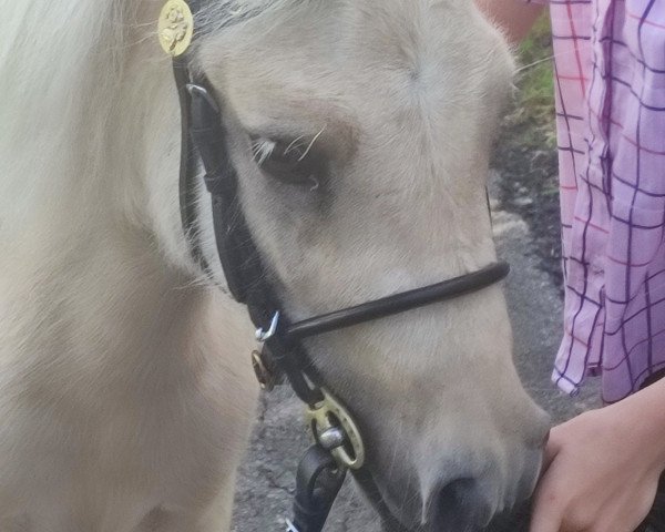 horse Golden Geysir (Shetland pony (under 87 cm), 2021, from Golden Dancer E)