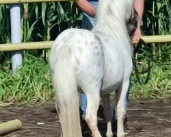 Pferd Piet van Breugel (Dt.Part-bred Shetland Pony, 2021, von Prince von Warfen)