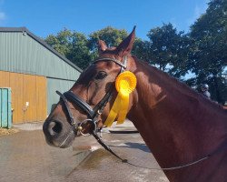 dressage horse Destinys Darina (Oldenburg, 2016, from Ducati)