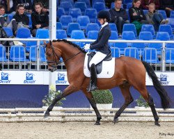 dressage horse Top Casimir 3 (German Riding Pony, 2019, from Top Champion)