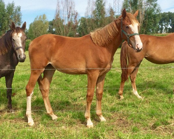 Springpferd Elle Royal Z (Zangersheide Reitpferd, 2020, von Ermitage Kalone)