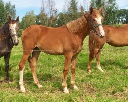 jumper Elle Royal Z (Zangersheide riding horse, 2020, from Ermitage Kalone)