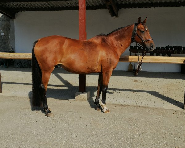 Pferd Padua S (Hessisches Warmblut, 1996, von Partout)