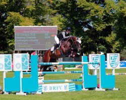 jumper Comtess OLD (Oldenburg show jumper, 2014, from Conthargos)