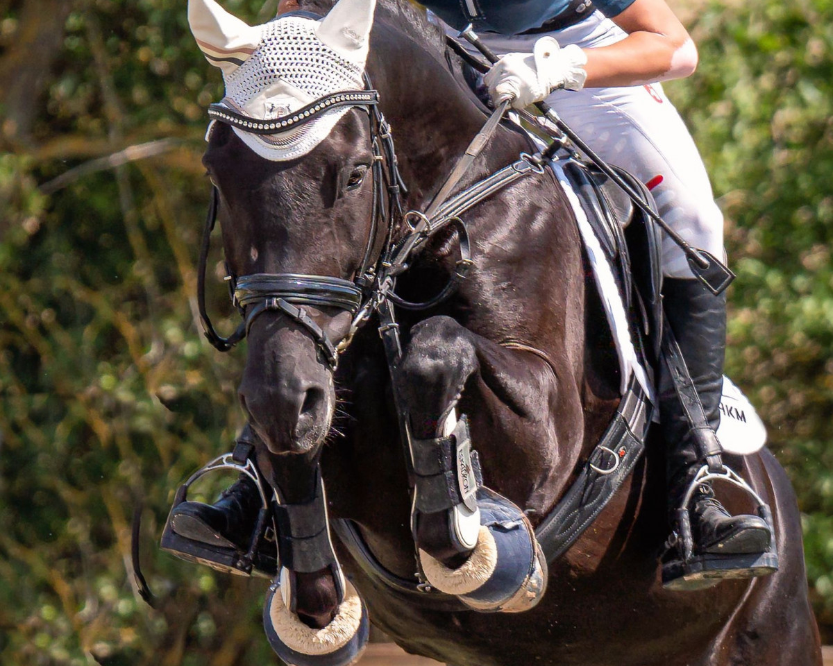 jumper Slangenburg's Gustave (New Forest Pony, 2011, from Kantje's Carter)