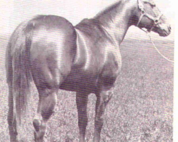 stallion Leo Maudie (Quarter Horse, 1961, from Leo)