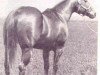 stallion Leo Maudie (Quarter Horse, 1961, from Leo)