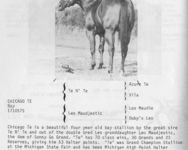 Deckhengst Chicago Te (Quarter Horse, 1979, von Te N Te)