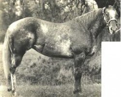 broodmare Love Affair (Appaloosa, 1970, from Wapiti Jr's Hand)