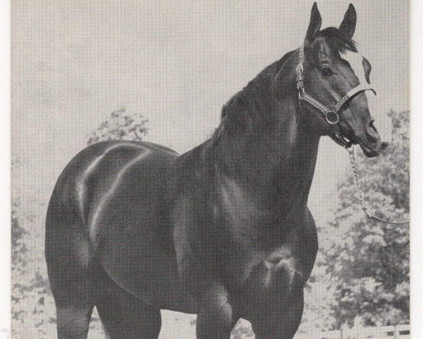 Deckhengst Diamond Duro (Quarter Horse, 1965, von Diamond Charge)