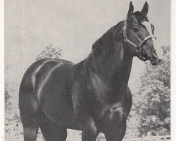 stallion Diamond Duro (Quarter Horse, 1965, from Diamond Charge)