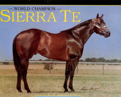 Deckhengst Sierra Te (Quarter Horse, 1980, von Te N Te)