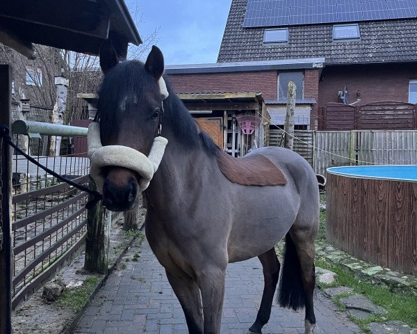 jumper Magic Malibu (German Riding Pony, 2019, from Magic Friday B WE)