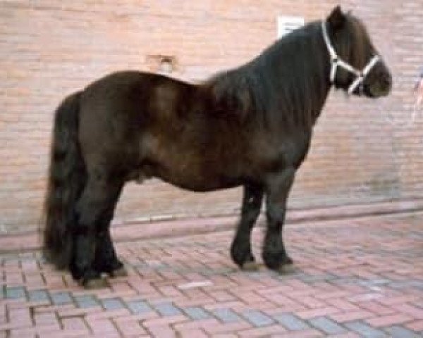 stallion Koert van Stal Olyhof (Shetland Pony, 1974, from Scurry of Marshwood)
