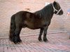 Deckhengst Koert van Stal Olyhof (Shetland Pony, 1974, von Scurry of Marshwood)