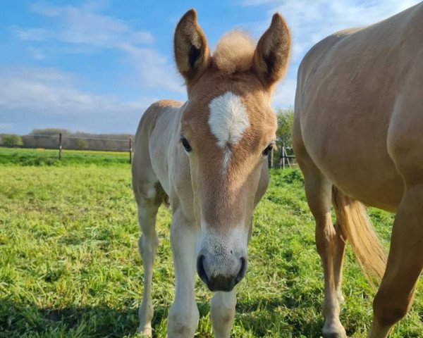 horse El Dorado L (30,86% ox)) (Edelbluthaflinger, 2023, from Exponent (54,69% ox))