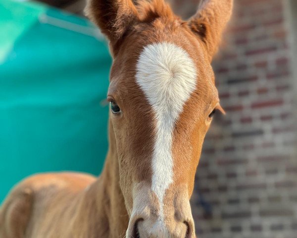 dressage horse Diamond White July L (Hanoverian, 2021, from Dimaggio Black)