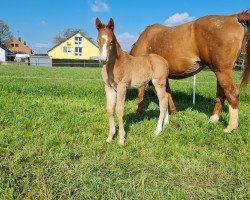 dressage horse Darnilo L (Hanoverian, 2023, from Dream Royal)