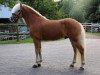 stallion Angelo Boy (Haflinger, 2014, from Allerdings 4)