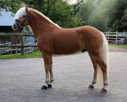 stallion Angelo Boy (Haflinger, 2014, from Allerdings 4)