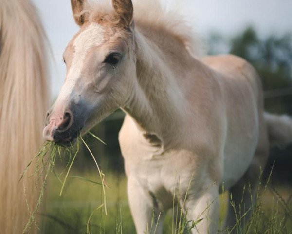 dressage horse Anouk L (3.520 % ox) (Edelbluthaflinger, 2022, from Angelo Boy)