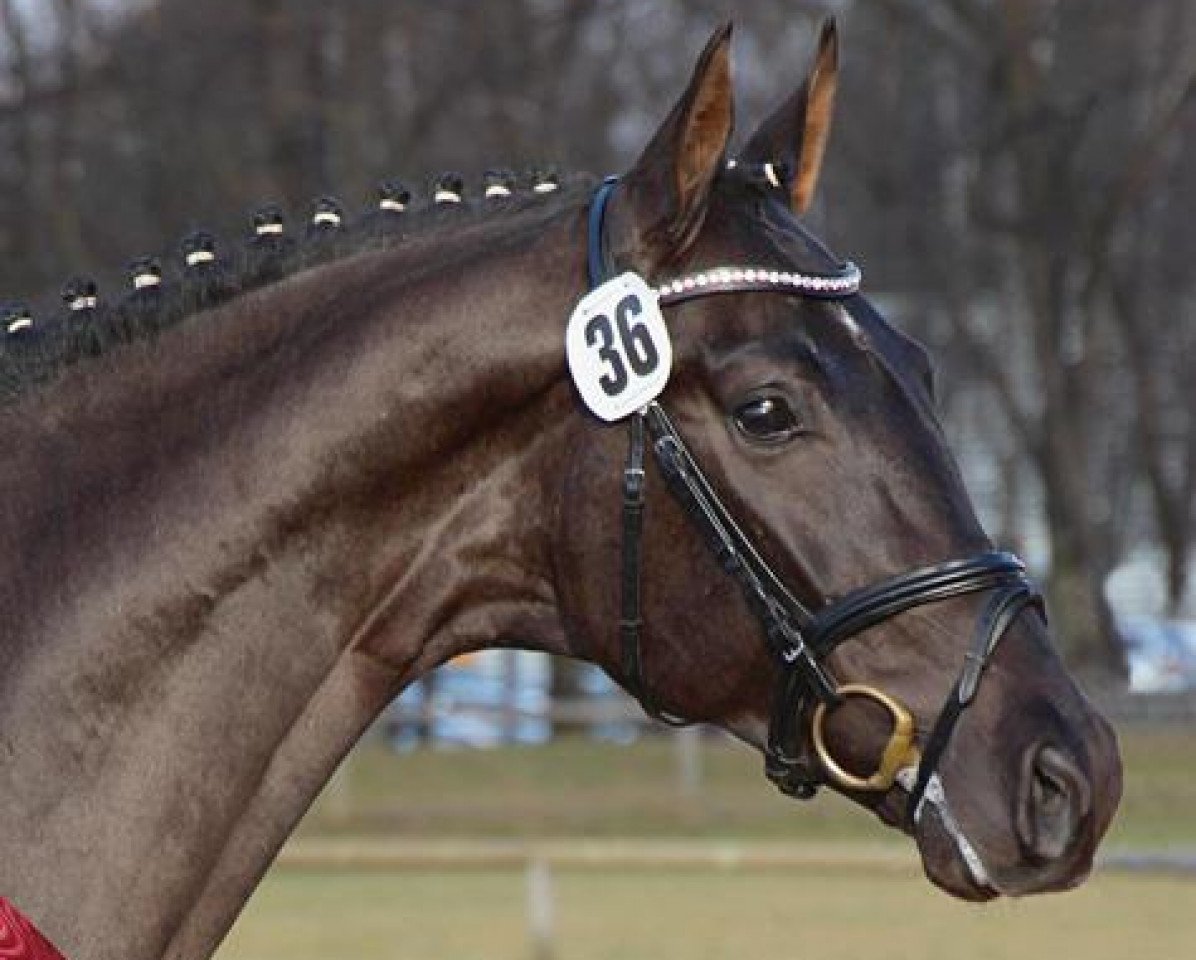 Deckhengst Santo Domingo (Deutsches Sportpferd, 2011, von San Amour I)