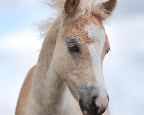 horse Stich L (1.952% ox) (Edelbluthaflinger, 2021, from Stalypso Haflinger)