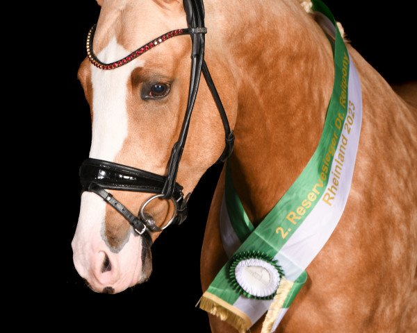 dressage horse Assenmachers New Jersey (German Riding Pony, 2021, from Fs Numero Uno)