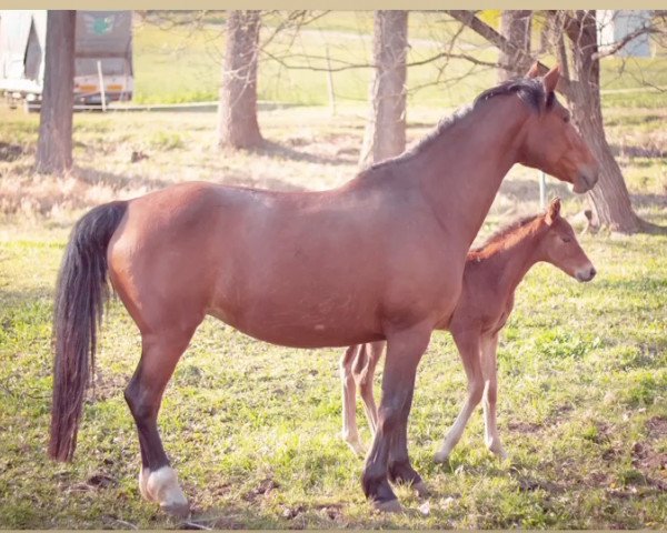 broodmare Mystery (German Sport Horse, 2012, from Palmares)