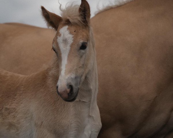 horse St. Dörthe Dancing L (3.520% ox) (Edelbluthaflinger, 2021, from Stalypso Haflinger)