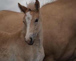 Pferd St. Dörthe Dancing L (3.520% ox) (Edelbluthaflinger, 2021, von Stalypso Haflinger)