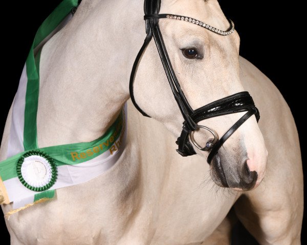 dressage horse Assenmachers C'est Spéciale (German Riding Pony, 2021, from Cosmopolitan NRW)