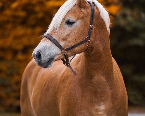 Zuchtstute Pauline (11,18% ox) (Edelbluthaflinger, 2014, von Armani Ass (4,004% ox))