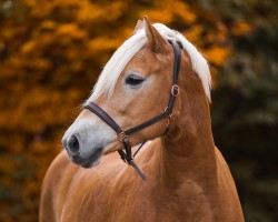 broodmare Pauline (11,18% ox) (Edelbluthaflinger, 2014, from Armani Ass (4,004% ox))