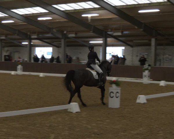 Reitturnier Bottrop-Kirchhellen 2024