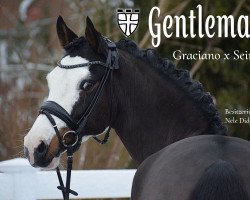 Dressurpferd PHWs Gentleman (Deutsches Reitpferd, 2018, von Graciano 90)