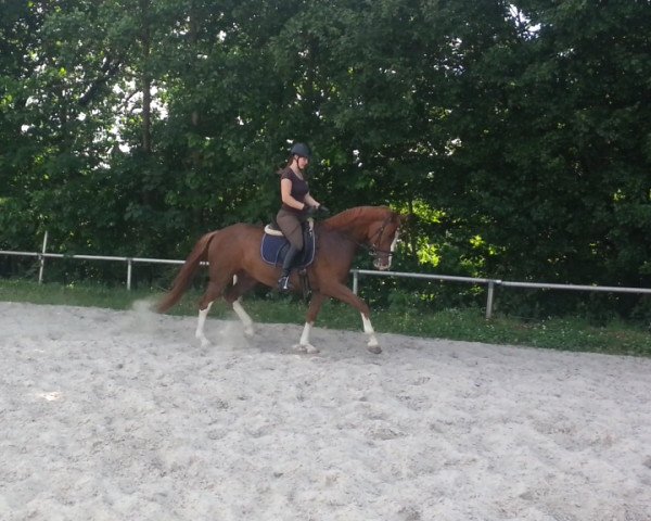 dressage horse Baio Ballerino (Rhinelander, 2009, from Belissimo NRW)