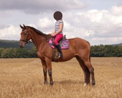 broodmare Noisette (Hanoverian, 2005, from Nobre xx)